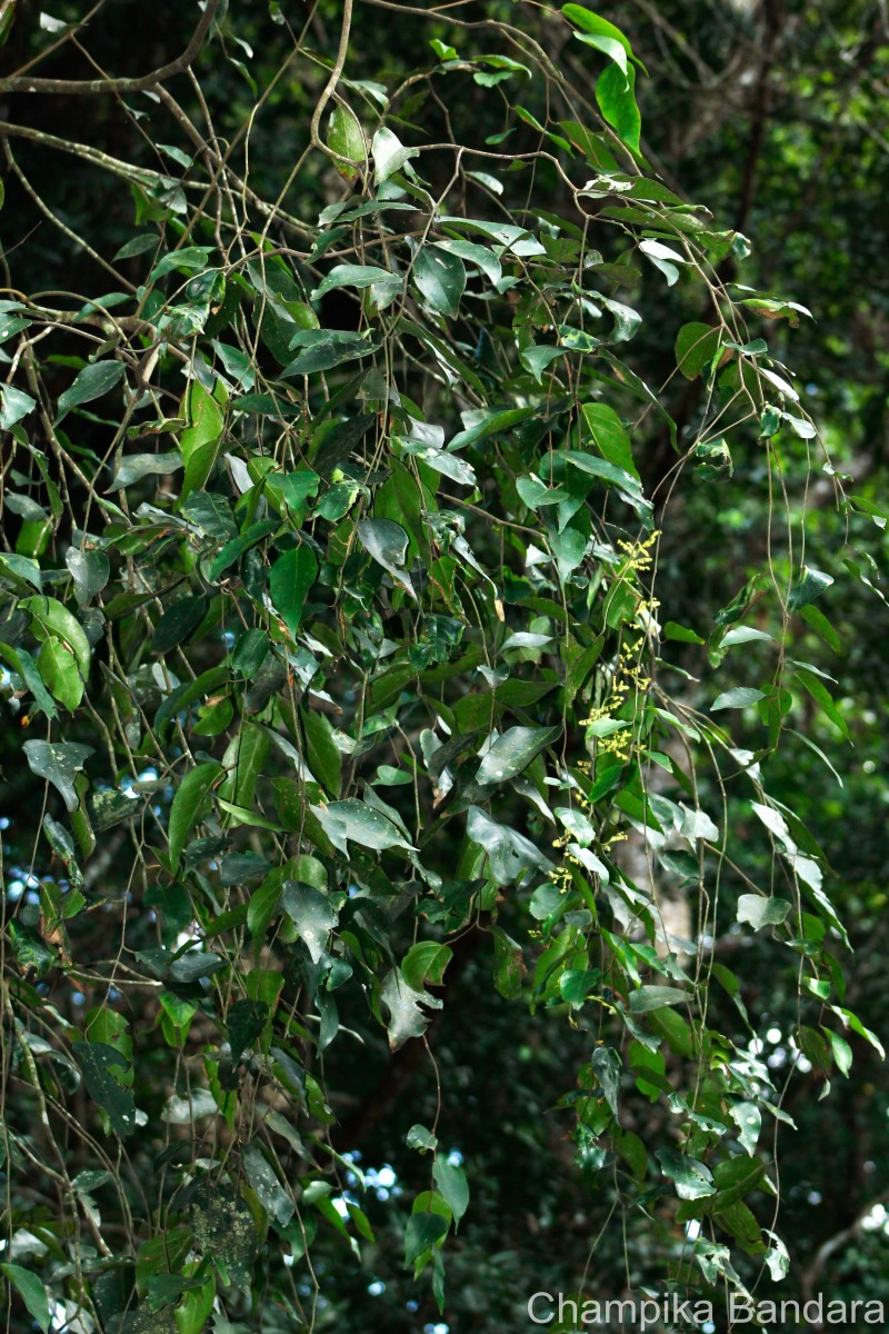 Hopea brevipetiolaris (Thwaites ex Trimen) P.S.Ashton